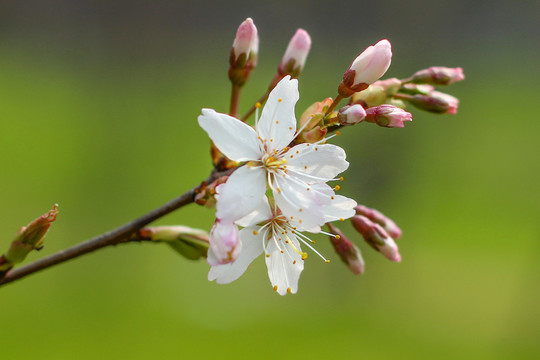 樱花