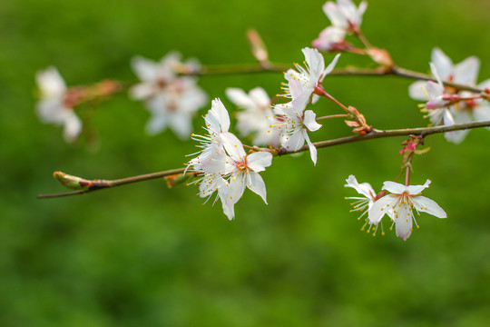 樱花