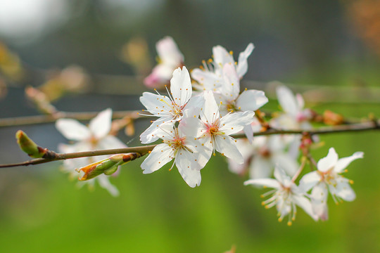 樱花