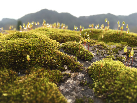 茶山风景