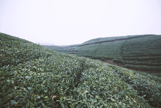 茶山风景