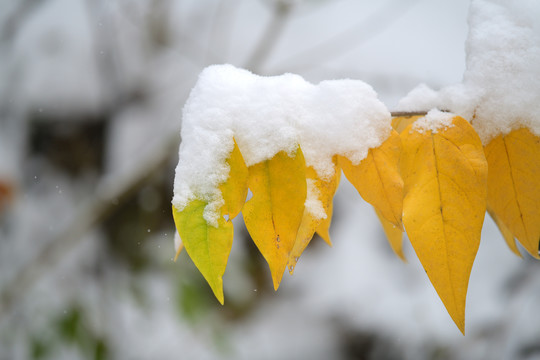 雪中黄叶子