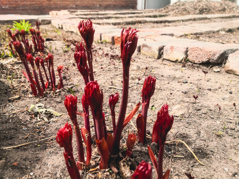 芍药花芽