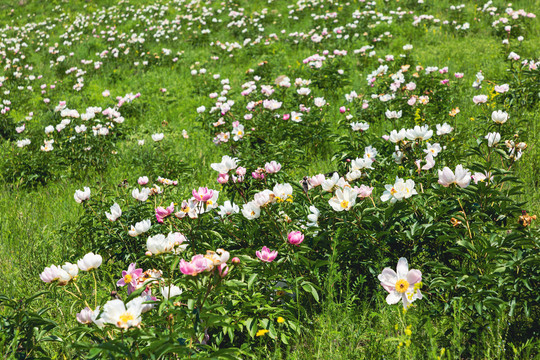 大片野生芍药花