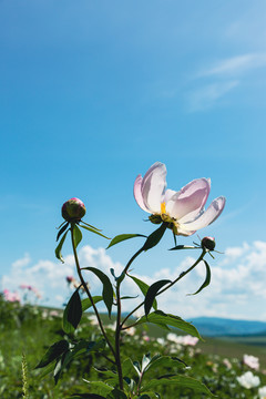 芍药花特写