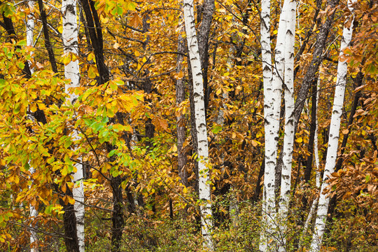 秋季树林白桦树柞树