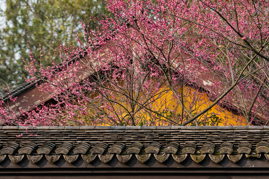 慧因高丽寺