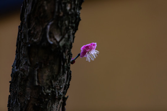 慧因高丽寺梅花