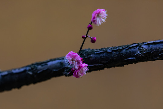 慧因高丽寺梅花