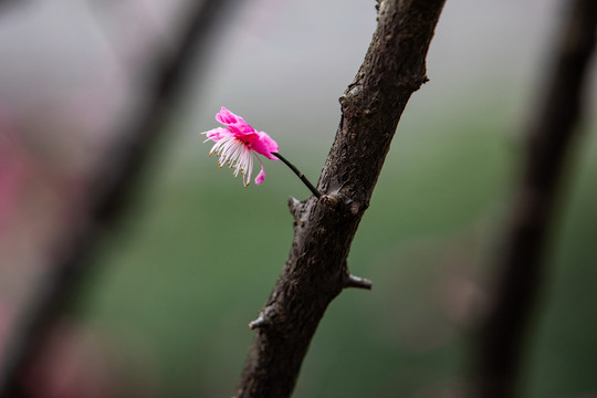 杭州净慈寺梅花