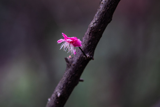 杭州净慈寺梅花