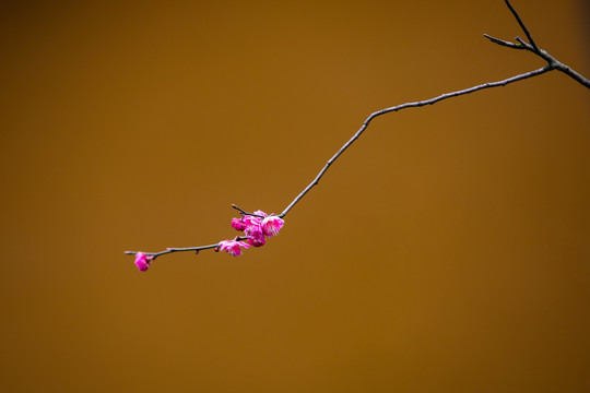 杭州净慈寺梅花