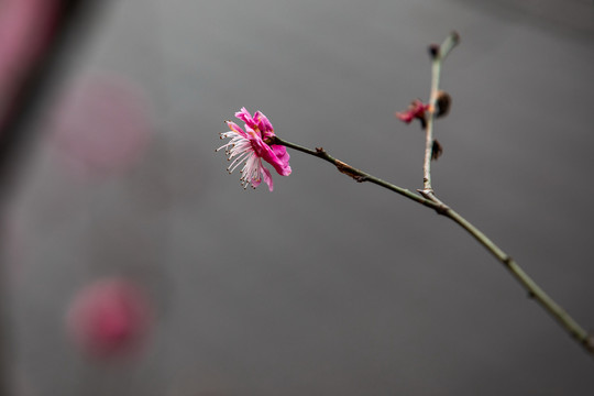 杭州净慈寺梅花