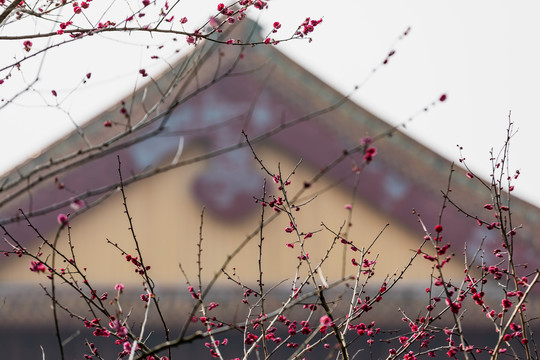 杭州净慈寺梅花