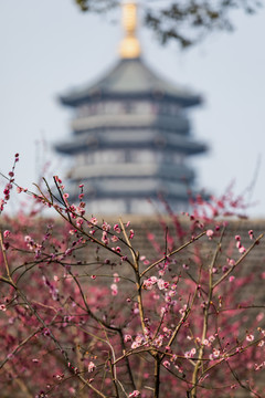 杭州净慈寺梅花