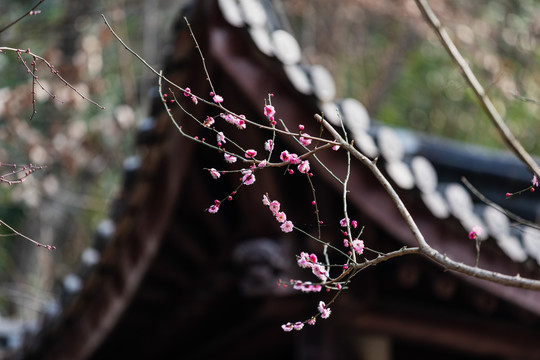 杭州净慈寺梅花