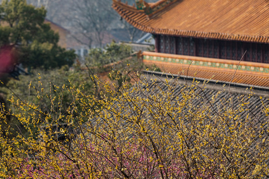 杭州净慈寺梅花