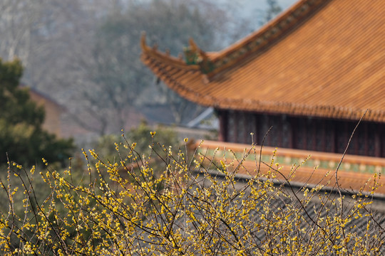 杭州净慈寺梅花