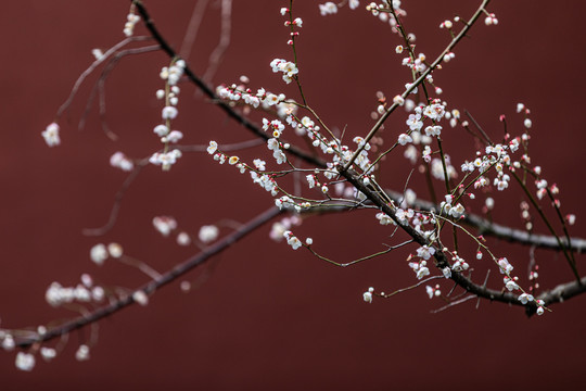 杭州钱王祠梅花