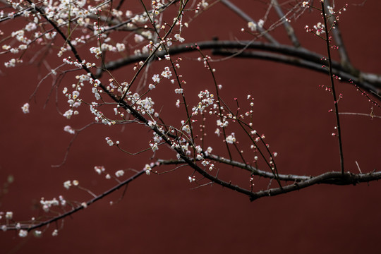 杭州钱王祠梅花