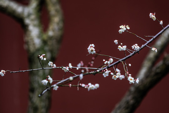 杭州钱王祠梅花