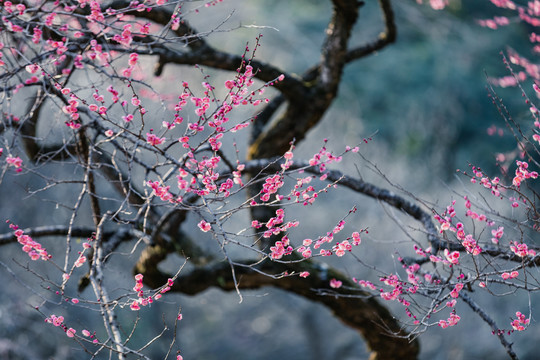 杭州灵峰探梅