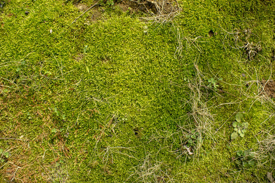 青苔素材