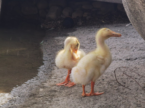 小鸭子兄弟哥俩