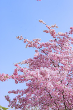 樱花树早樱