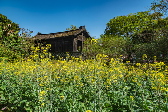 观澜油菜花