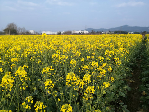 油菜花