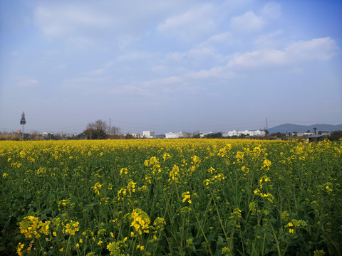 油菜花