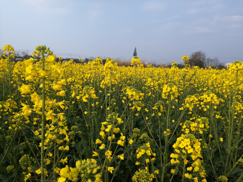 油菜花