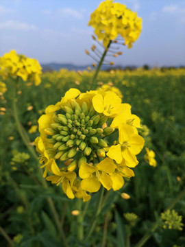 油菜花