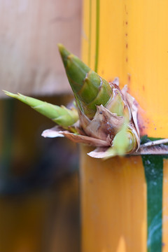 黄金竹叶芽