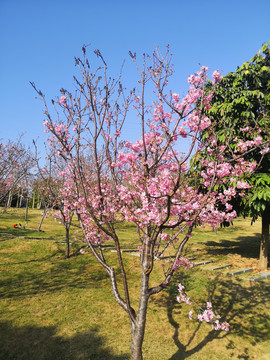 青秀山樱花