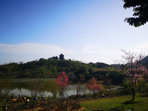 青秀山樱花