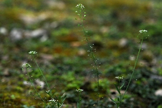 荠菜