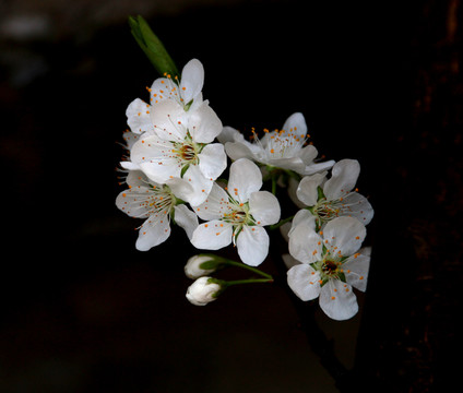 李子花