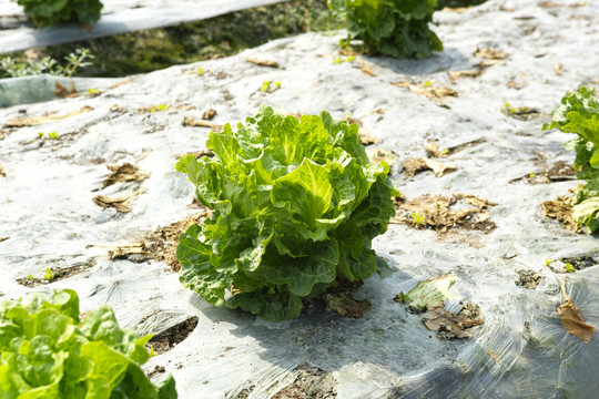 生菜生菜種植