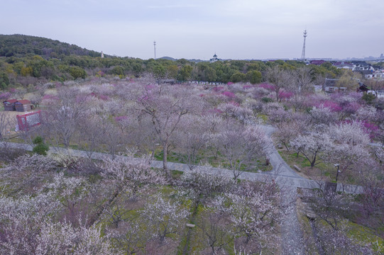 苏州光福香雪海梅花