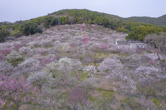 苏州光福香雪海梅花