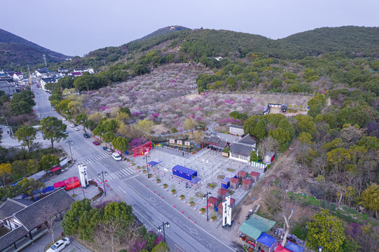 苏州光福香雪海梅花全景