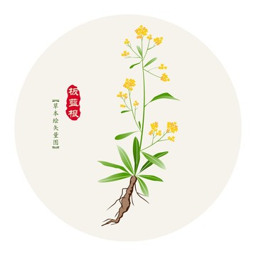 板藍(lán)根