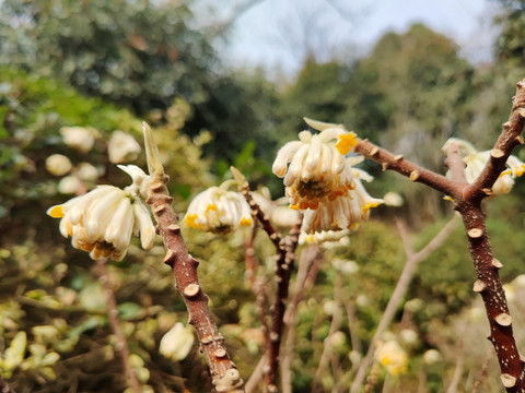 结香花