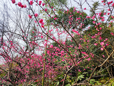 梅花春暖花开