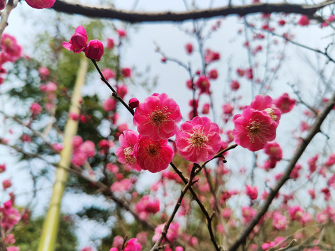 梅花花开锦绣