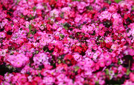 紫红色报春花坛鲜艳花朵带点绿