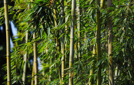 茂盛的竹林竹叶素材背景