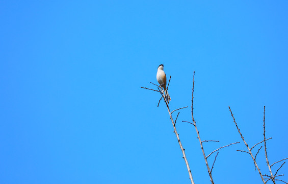 高高停在树枝顶上的小鸟抓拍